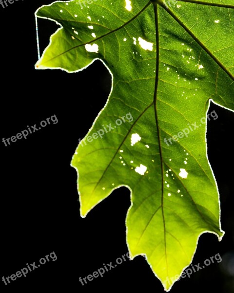 Leaf Green Nature Plant Environment