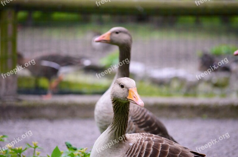 Geese Animal Zoo Bird Nature