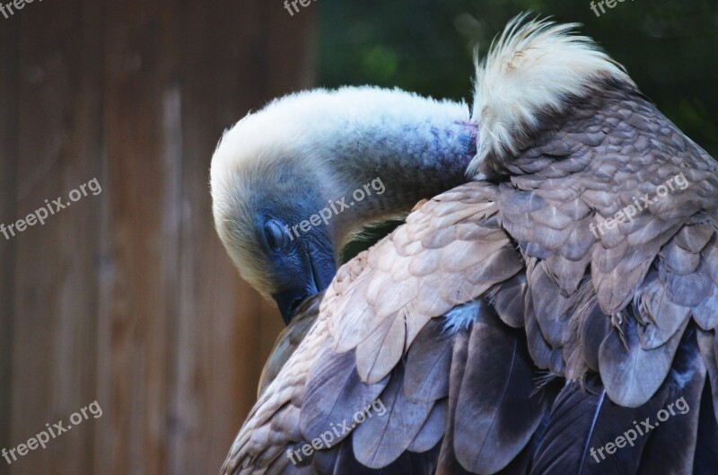 Vulture Animal Clean Bird Free Photos