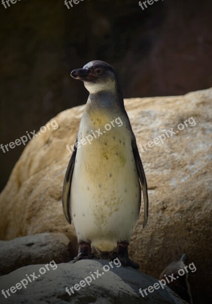 Penguin Stone Animal Free Photos