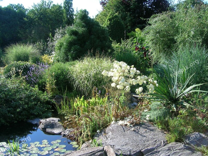 Garden Flowers Nature Plant Pond