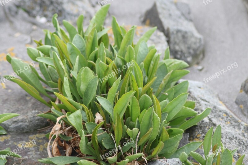 Plant Stones Beach Structures Free Photos