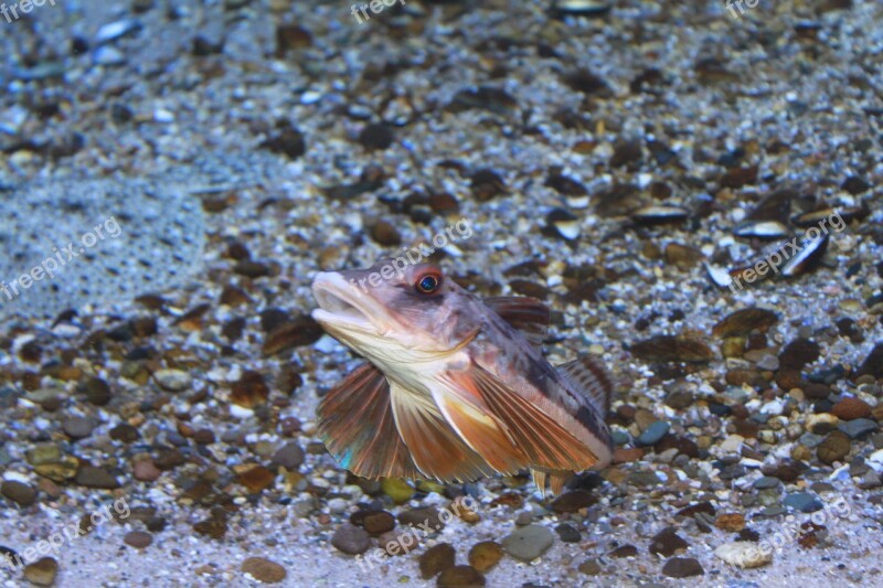 Fish Sea Animal Underwater Swim