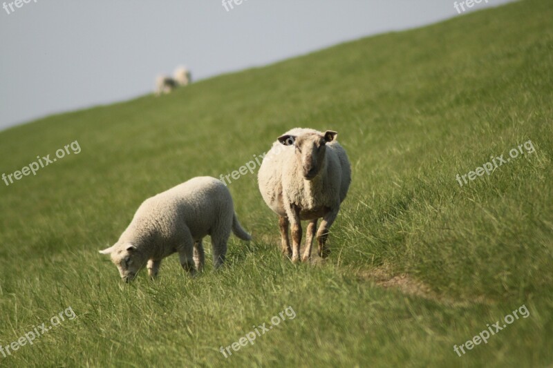 Sheep Dyke Lamb Animal Dike Nordfriesland