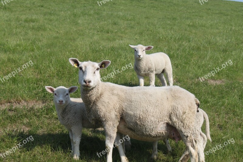 Sheep Dyke Lamb Animal Dike Nordfriesland