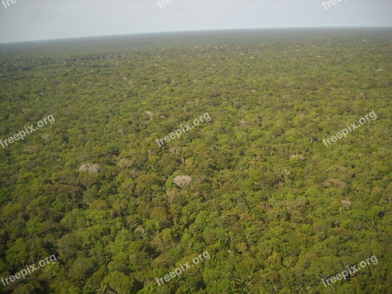 Brazil Amazon Equatorial Forest Green Flora