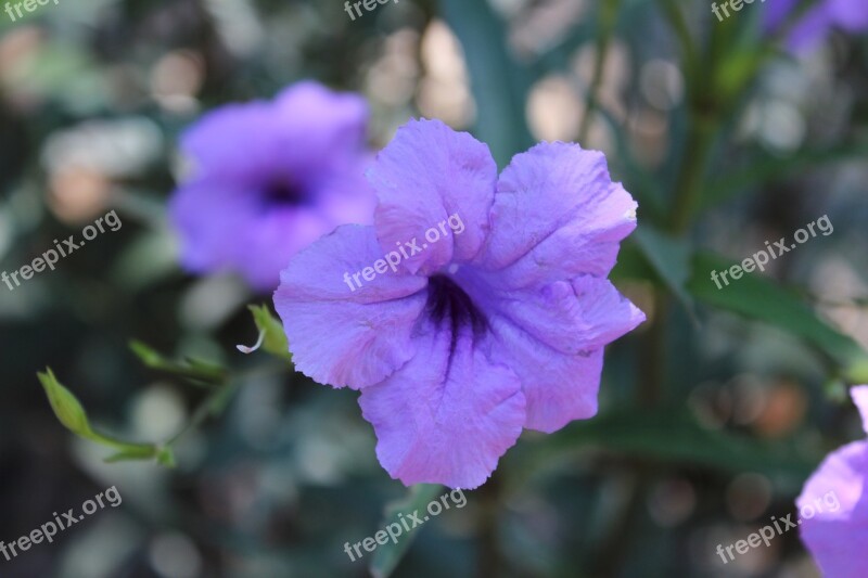 Flower Bloom Blooming Floral Nature