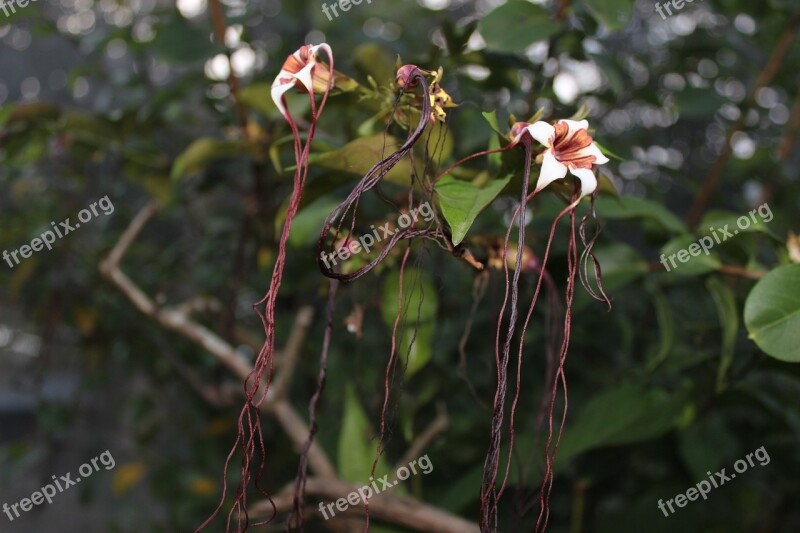 Flower Bloom Blooming Floral Nature