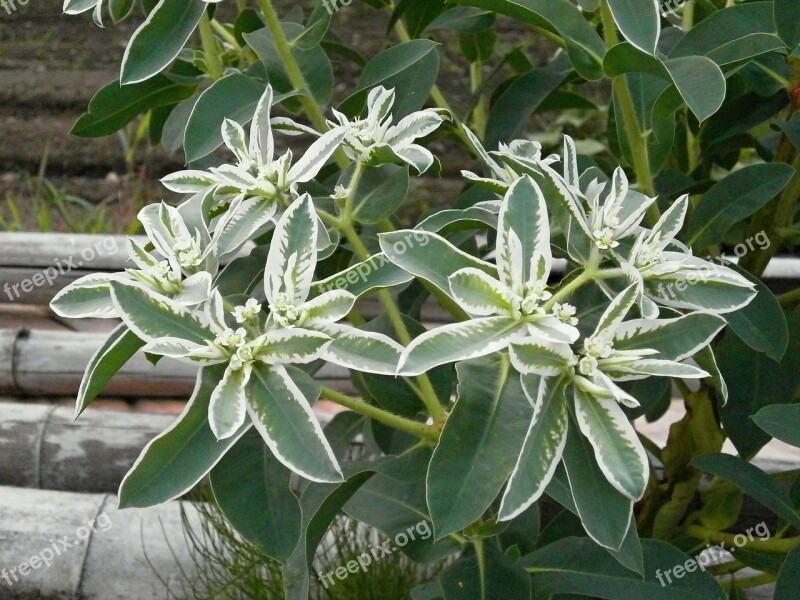 Snow-on-the-mountain Euphorbiaceae Euphorbia White Flowers Green Flowers