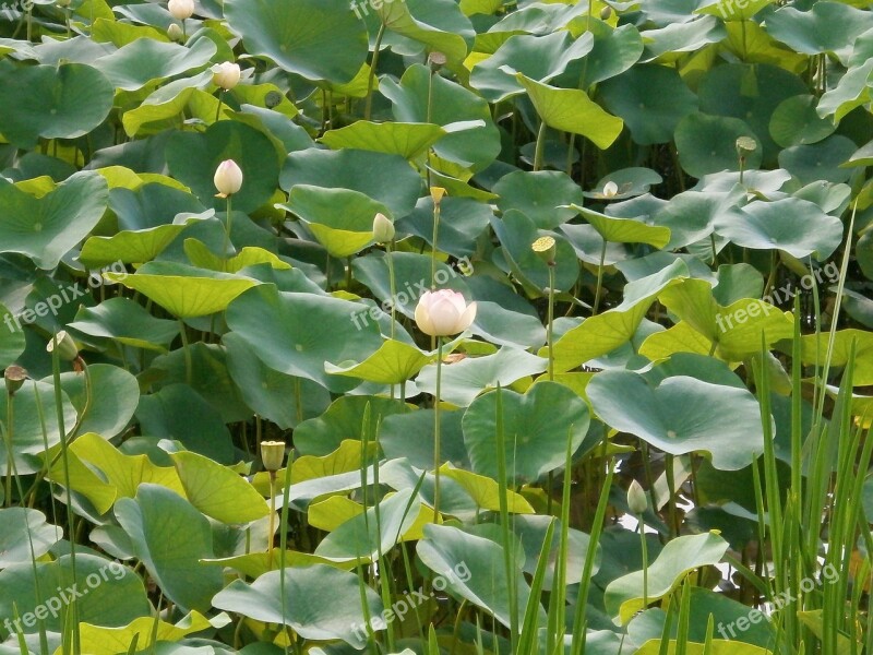 Lotus Lotus Flower Lotus Leaf Aquatic Plant Free Photos