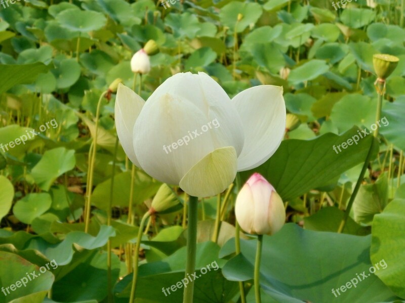 Lotus Lotus Flower Lotus Leaf Aquatic Plant Free Photos