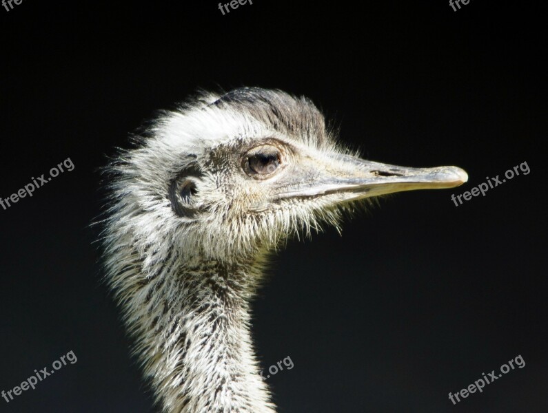 Rhea Bird Close Up Flightless Bird Ratites Bird Eyes