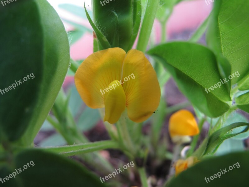 Flower Yellow Peanut Garden Free Photos