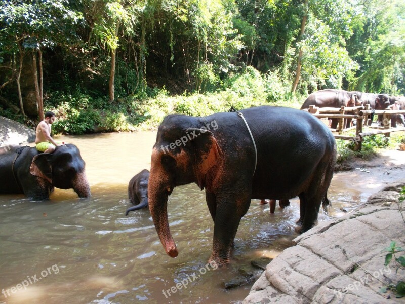 Elephant Thai Elephant Animal Free Photos