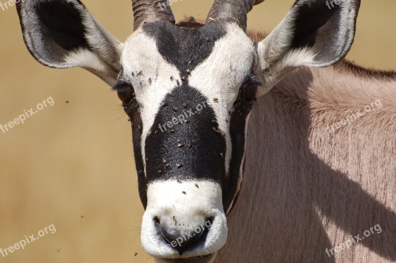 Kudo Safari Brown Horn Antelope