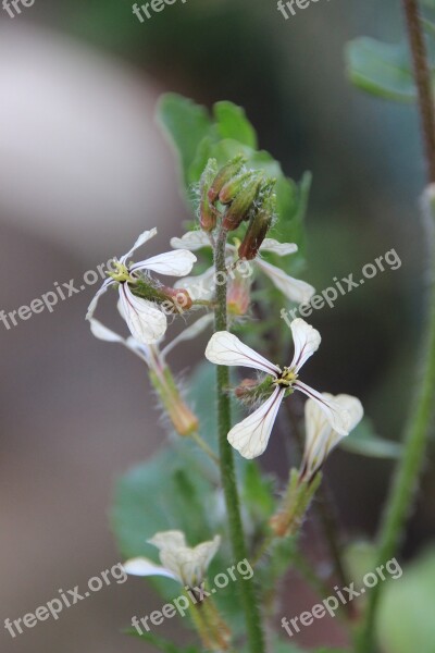 Arugula Flowers Arugula Flowers Brassicaceae Salad