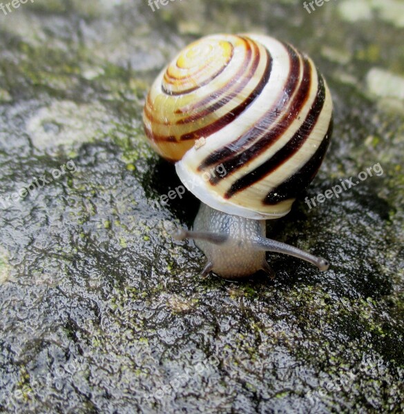 Snail Shell Spiral Mollusk Stone