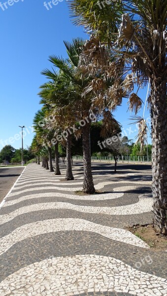 Sidewalk Trees Copacabana Free Photos