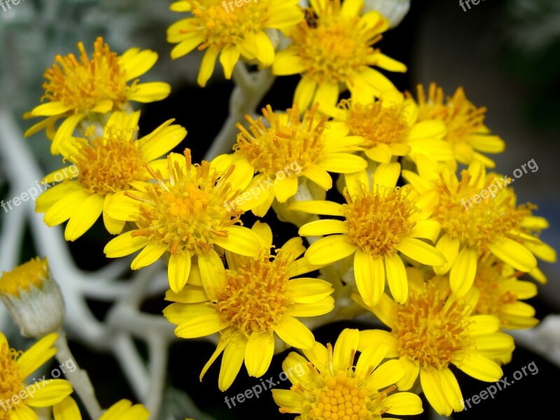 Yellow Flower Petals Nature Bloom