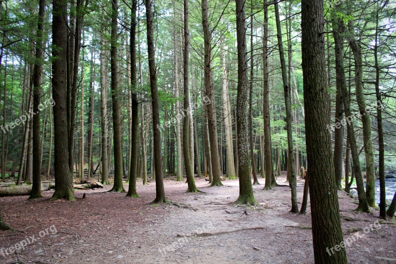 Forest Trees Nature Wood Environment