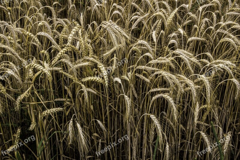 Cereals Rye Rye Field Grain Nature