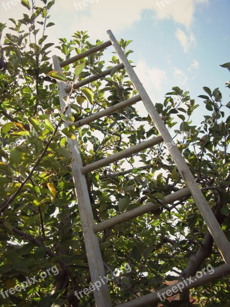 Ladder Apple Orchard Tree Sky