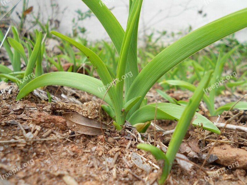 Plant Green Nature Summer Growth