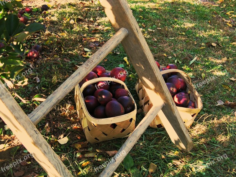 Apples Apple Picking Ladder Orchard Basket