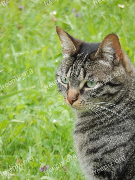 Cat Animal Domestic Animal Free Photos