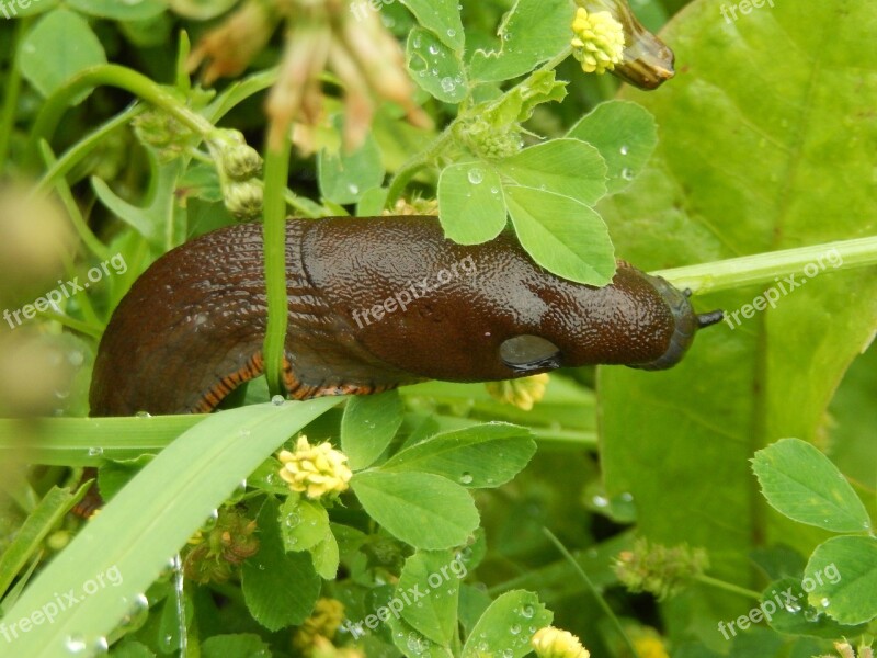 Slug Garden Nature Free Photos