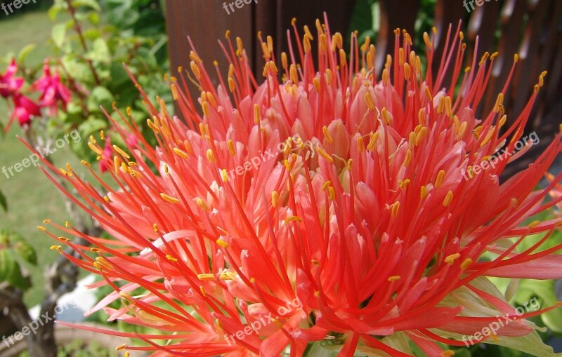 Flower Blossom Bloom Pollen Close Up