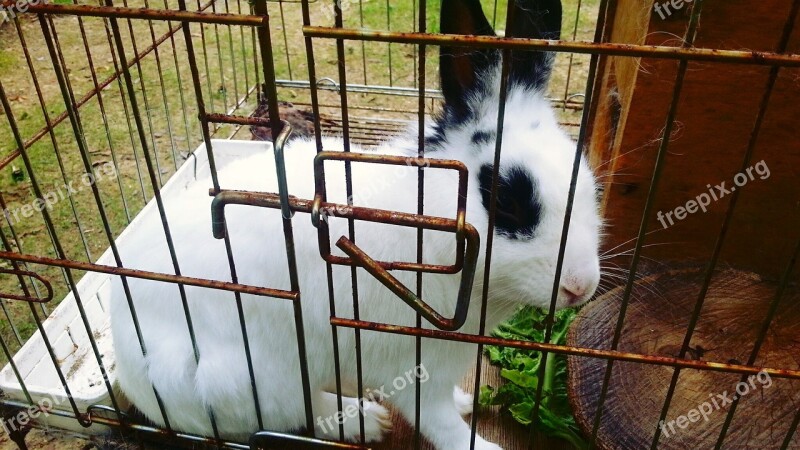 Rabbit Animal Cage Free Photos