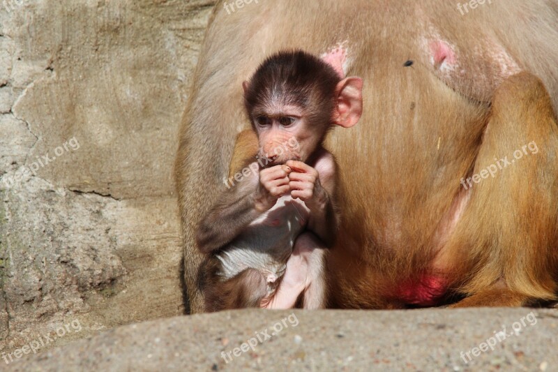 Baboon Papio Hamadryas Baboons Hamadryas Monkey