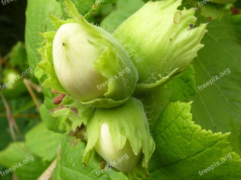 Hazelnut Common Hazel Corylus Avellana Nut Hazelnuts