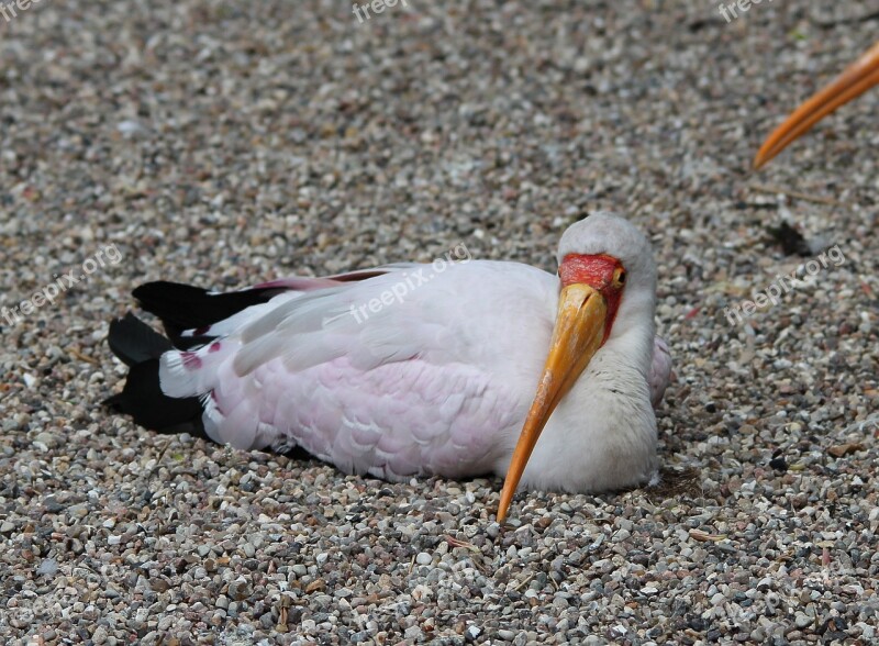 Glutton Mycteria Ibis Storks Ciconiidae Stork