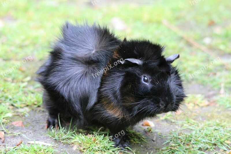 Guinea Pig Guinea Pig House Cavia Porcellus Form Domestica Rosette Guinea Pig