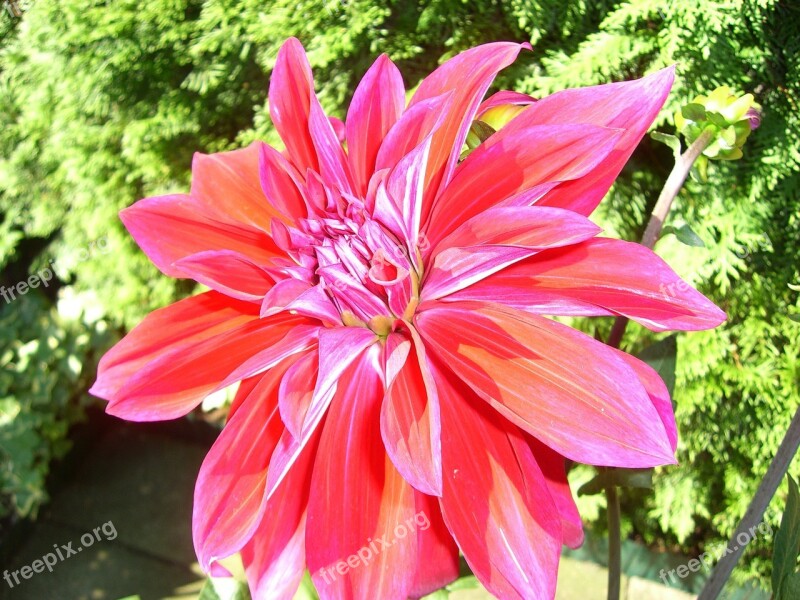 Dahlia Plant Flower Blossom Bloom