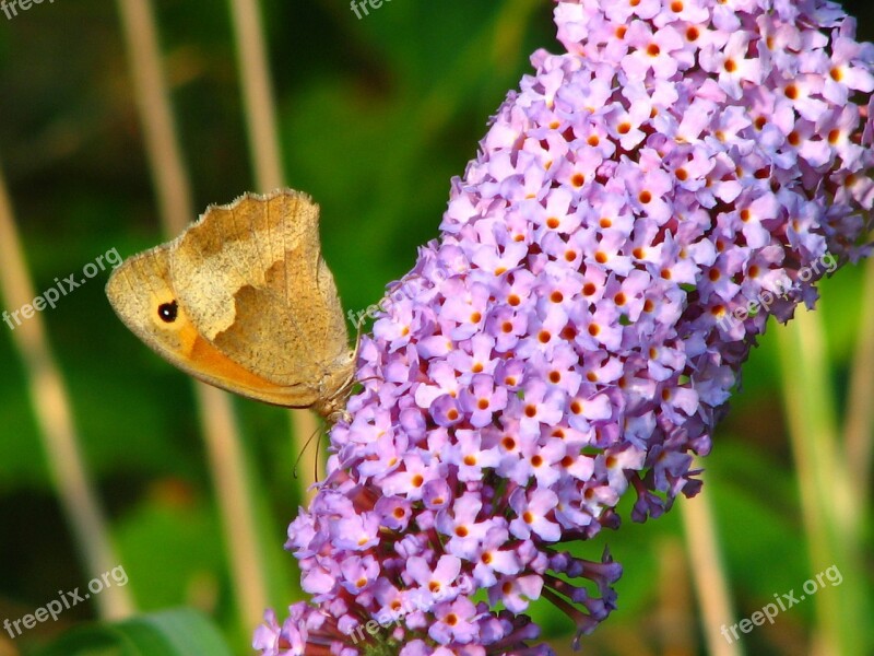 Butterfly Lilac Flower Insect Wing