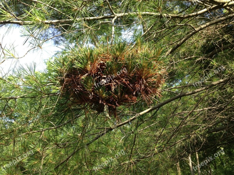 Nest Pine Nature Branch Wildlife