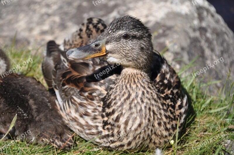 Duck Animal Nature Birds Waterfowl