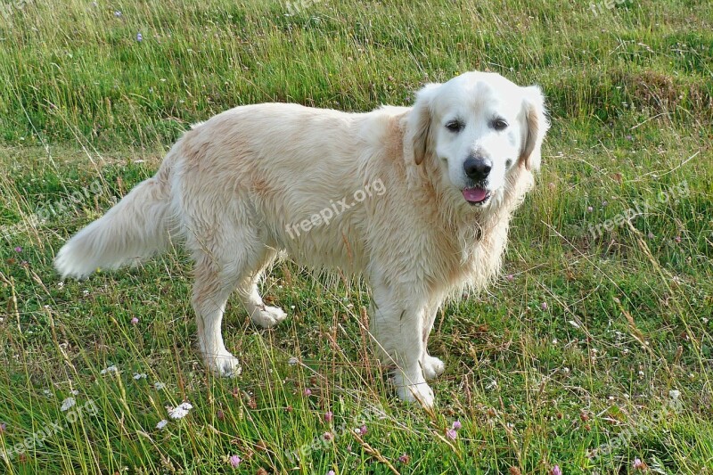 Dog Golden Retriwer Annimal Calm Promenade