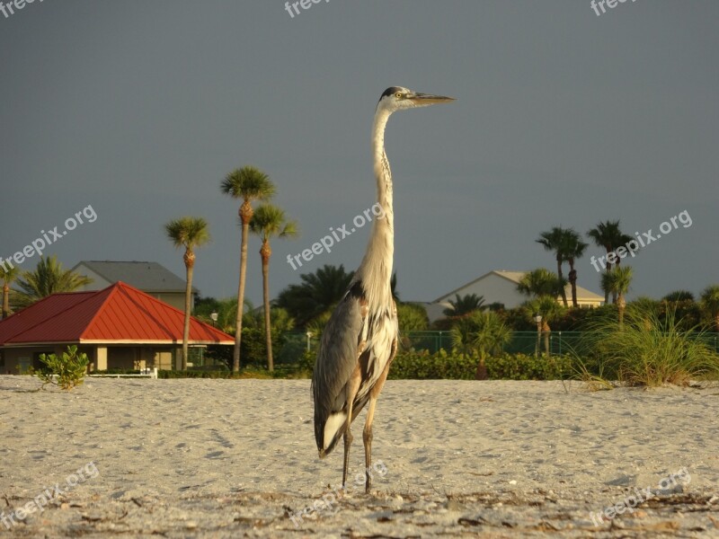 Bird Beach Mar Sand Free Photos