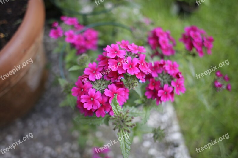 Verbena Flower Plant Free Photos