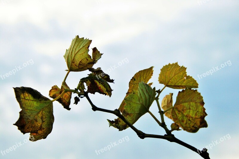 Grape Vine Vine Leaves Grape Green