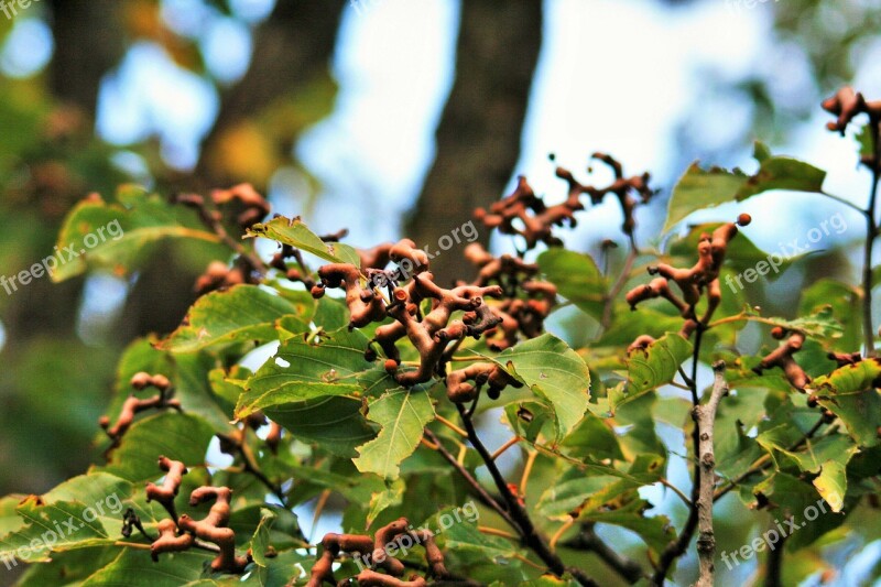 Japanese Raisin Tree Raisin Tree Tree Leaves Foliage