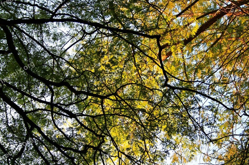 Jacaranda Trees Trees Tall Canopy Sky