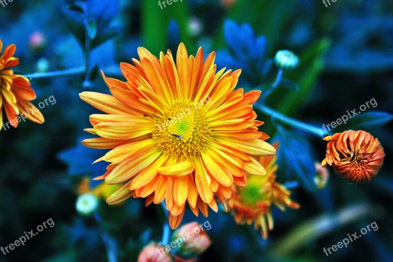 Dahlia Flower Flower Dahlia Soft Orange Yellow