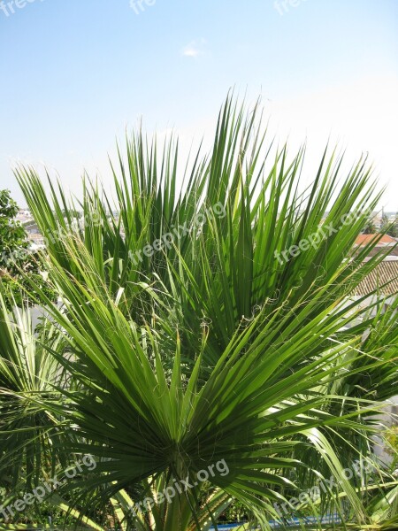 Palm Summer Sky Frond Free Photos