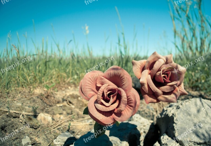 Flowers Road Sky Dirt Grass