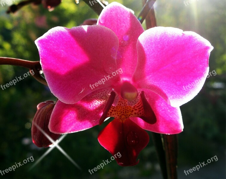 Orchid Ornamental Plant Blossom Bloom Flora